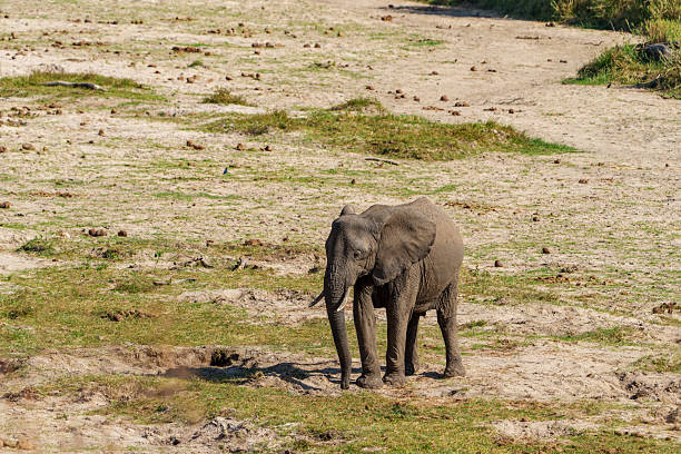 Loxodonta africana
