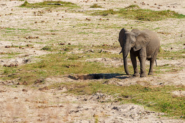istock Loxodonta africana 2253838773