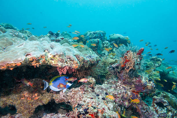 Colorful Maldives coral reef teeming with tropical fish and a powder blue tang gliding through clear blue water, showcasing vibrant biodiversity and a healthy marine ecosystem