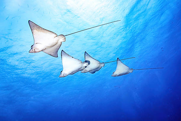 istock Four spotted eagle rays glide together beneath clear blue tropical water, graceful marine wildlife in their natural reef habitat, sunlight filtering through the ocean surface 2253838854