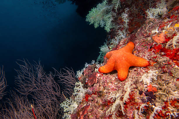 Bright orange cushion star resting on a colorful coral reef wall, with soft corals and other marine growth thriving in the clear blue water of a healthy ocean environment