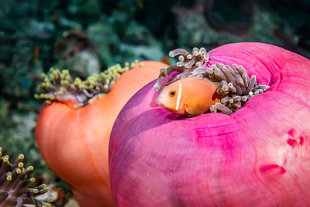 Palais de la Porte Dorée. Tropical fishes. View of a Clown fish
