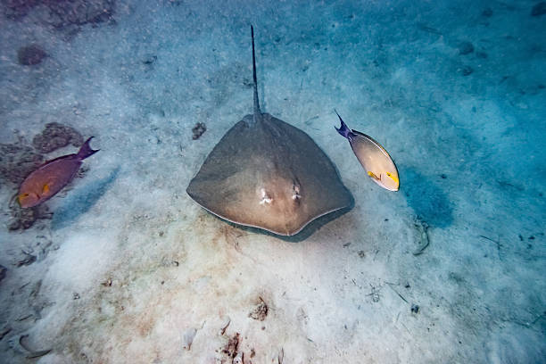 Sea Life Underwater