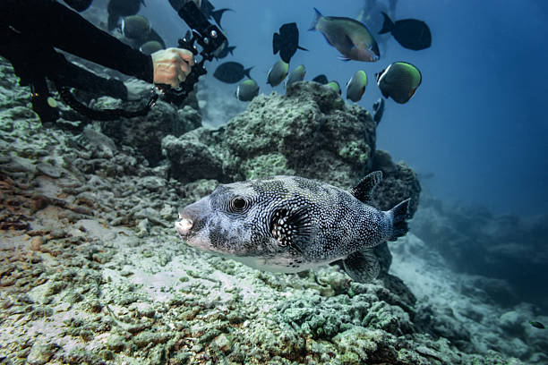 Pufferfish in the aquarium