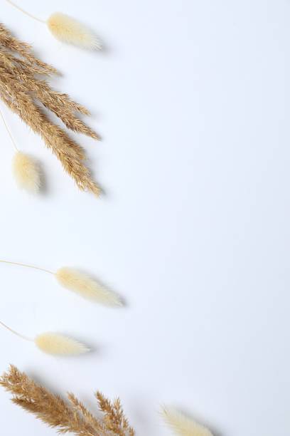 istock Dry flowers on white background 2253839798