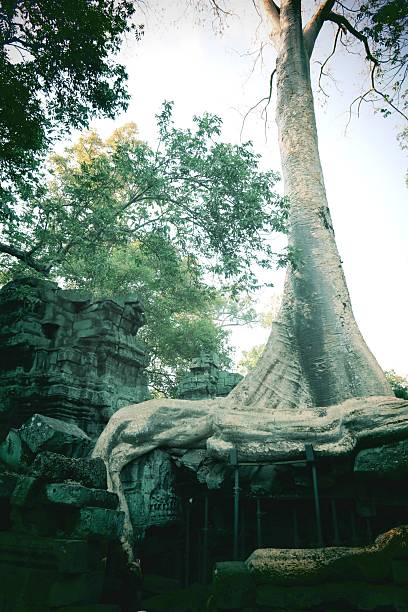 Deep in the heart of the Angkor Wat temple complex lies Ta Prohm – a place where the jungle breathes through ancient stones. This image captures a sacred moment where a mighty tree, older than memory, weaves itself through the temple ruins like a living spirit of time.Its roots coil around the doorways, merging architecture and earth, past and present, humanity and nature. It’s as if the tree is not only reclaiming space, but whispering the forgotten stories of a bygone age. A powerful metaphor for resilience, transformation, and sacred union.