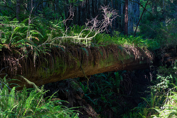 istock Fallen redwood tree covered in ferns 2253845195