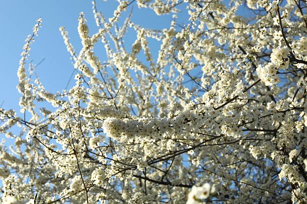 Spring blossoming trees with white flowers in the garden. Spring background