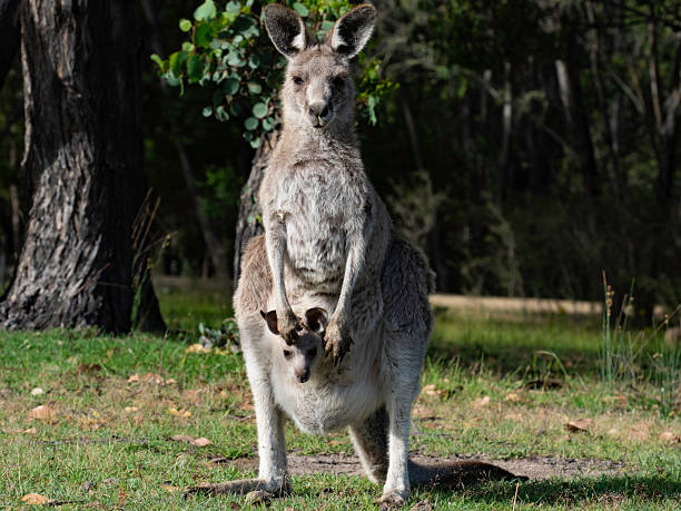 Kangaroo and joey in pouch facing camera, Tom Groggin CG, Kosciuszko NP