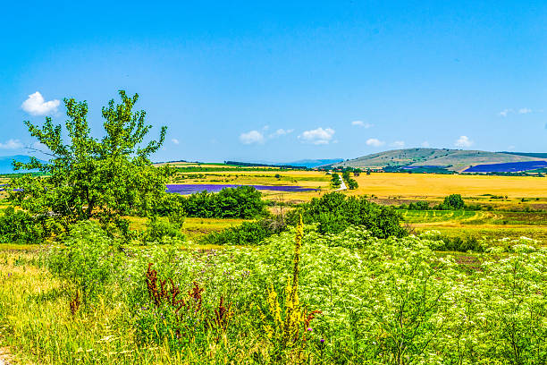 Scenic view of blooming summer field  at the foot of Sredna Gora mountains on a nice June day near Strelcha town,Pazardzhik district Bulgaria