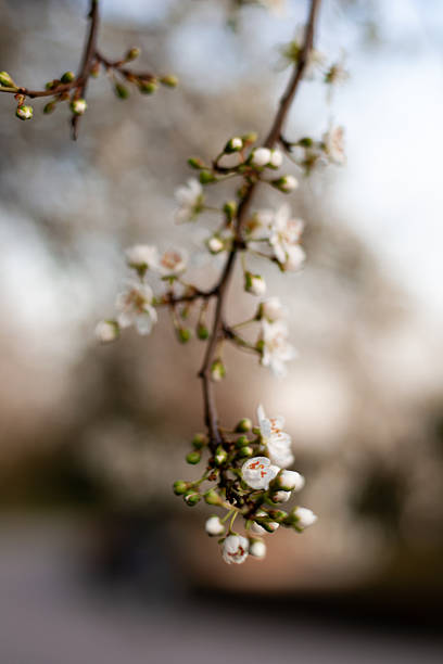 A beautiful, detailed macro of white cherry blossoms on a branch, featuring sharp petals against a soft, creamy green and blue blurred background.