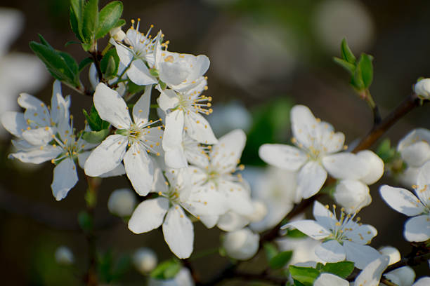 A beautiful, detailed macro of white cherry blossoms on a branch, featuring sharp petals against a soft, creamy green and blue blurred background.