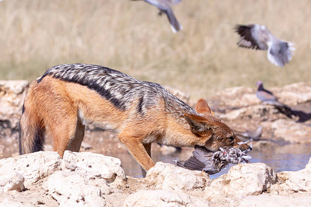 istock Black-backed Jackal (Canis mesomelas) hunting doves 2253849086