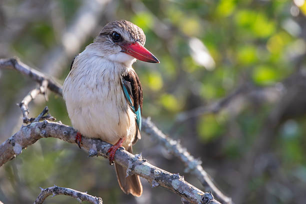istock Brown-hooded Kingfisher (Halcyon albiventris) 2253849321