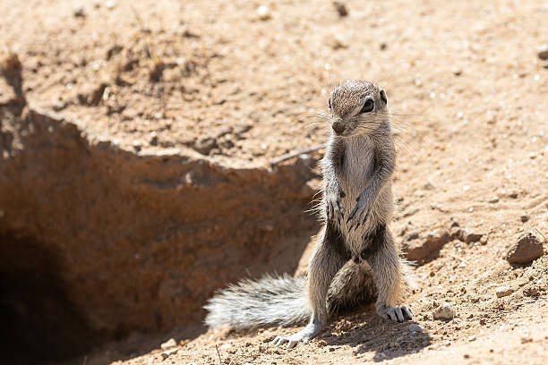 istock Baby Cape Ground Squirrel or African Ground Squirrel (Xerus inauris) at burrow 2253849434