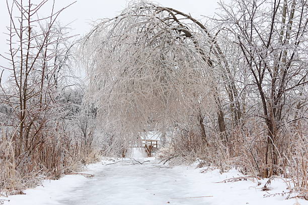 Ice-Covered Hanging Tree Branches After Winter Freezing Rain Storm