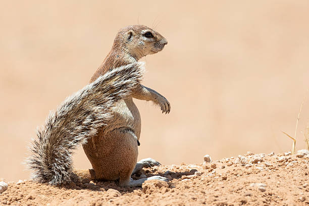istock Cape / South African Ground Squirrel (Xerus inauris) 2253850879
