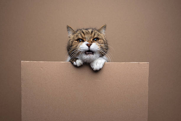 cute tabby white british shorthait cat with open mouth meowing,  leaning over a blank cardboard sign with copy space