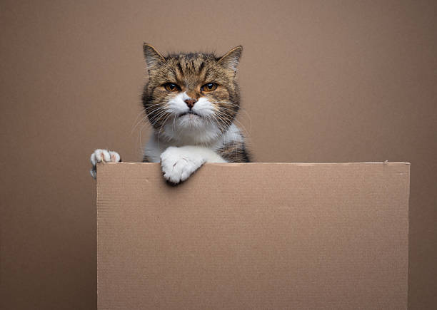 serious looking tabby white cat holding or leaning over  a blank cardboard sign with copy space