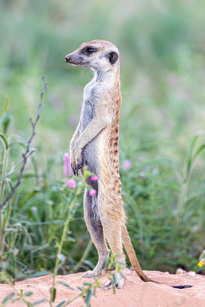 istock Meerkat (Suricata suricatta) sentry on lookout 2253852452
