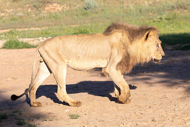 istock Very old malnourished Kalahari Dark-maned Lion (Panthera leo) 2253852501