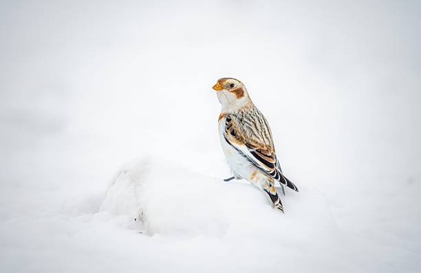 Snow bunting (Plectrophenax nivalis) standing on fresh snow during winter in Quebec, Canada. Minimalist winter scene with soft white tones highlighting this small Arctic bird adapted to cold environments. Symbol of resilience, solitude, and northern wildlife.
