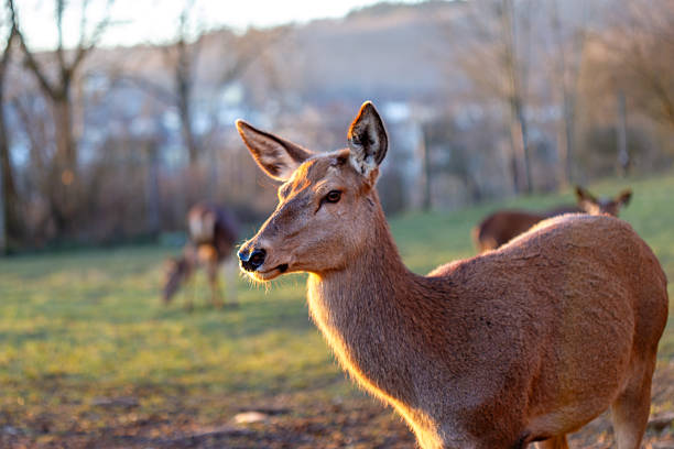 Deer standing in a grassy field illuminated by golden hour light with others in the background
