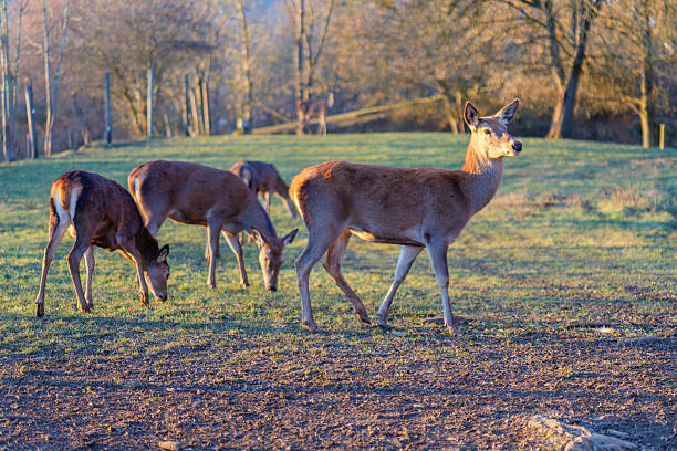 A cub of a wild deer  in a spring park among melting snow and trees in search of food