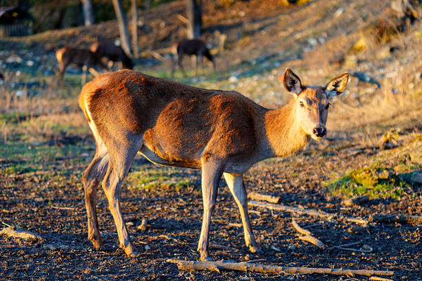 Red deer looking at camera, standing in a nature park at sunset