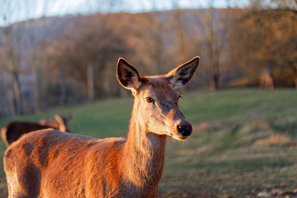 Deer looking attentive in a green field with other deer in the background during sunset