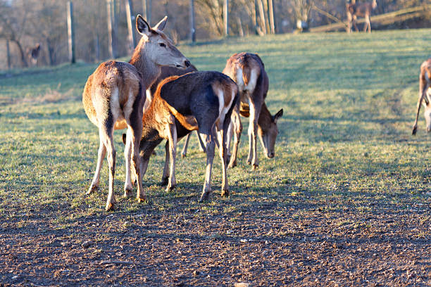Deer family with a fawn feeding on grass in a natural habitat