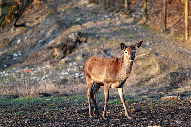 Female deer standing in a natural dry environment looking at the camera