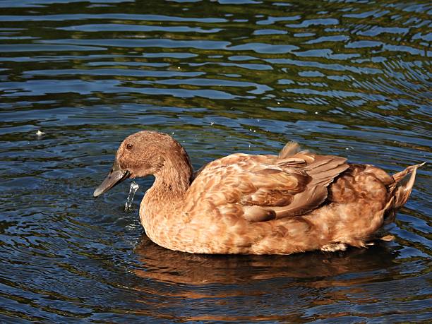 Female American Black Duck (Anas rubripes) in Washington Lake, Seattle, WA.