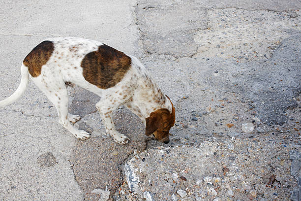 istock Stray Dog on a Greek Island 2253855918