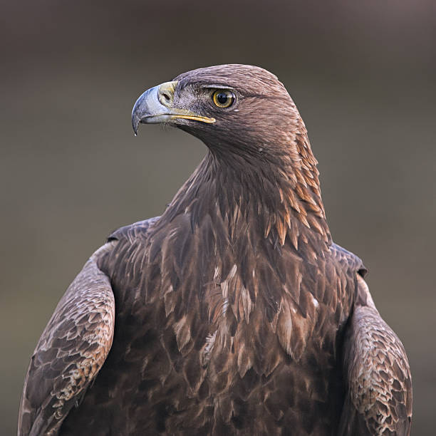 istock Close-up portrait of Golden Eagle 2253859626