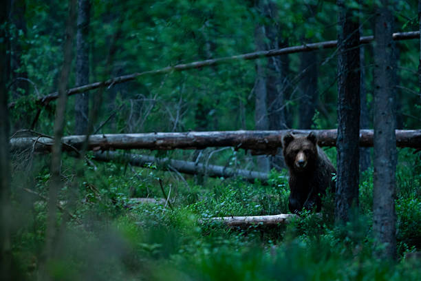 three bear cubs in an evergreen tree. Finland.