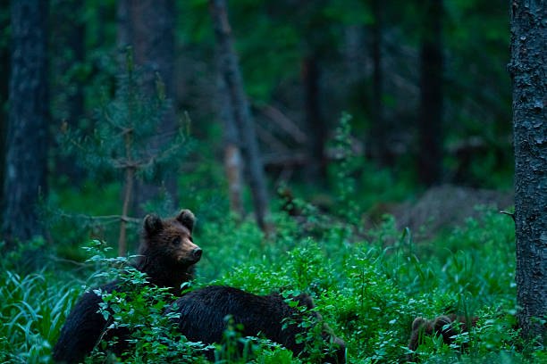 A wild mother Eurasian Brown Bear with one of her yearling cubs  in the boreal forest of Kainuu region, eastern Finland, Finland