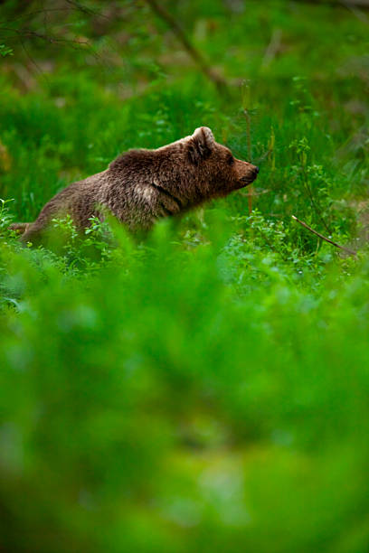 istock Brown bear (Ursus arctos) in the Alutaguse Forest, Estonia 2253859793