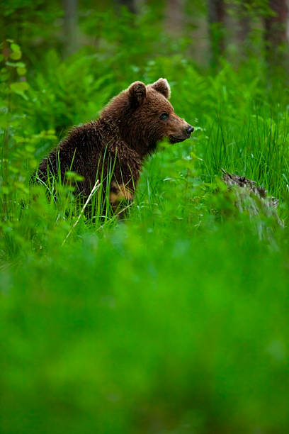 Young brown bear cub in the forest. Animal in the nature habitat. Wildlife scene from Europe. Cub of brown bear without mother.