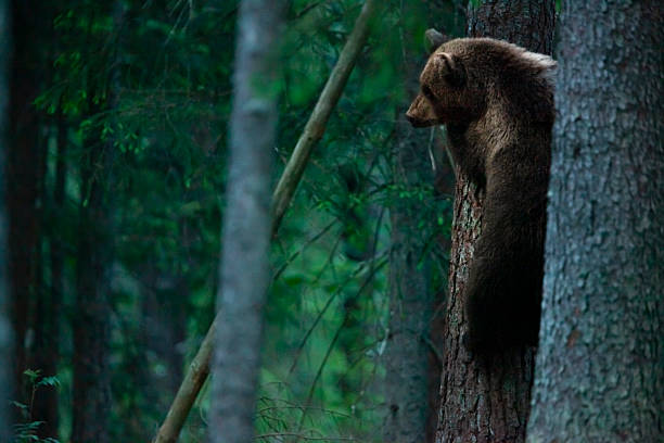 istock Brown bear (Ursus arctos) climbing a tree in the Alutaguse Forest, Estonia 2253859823