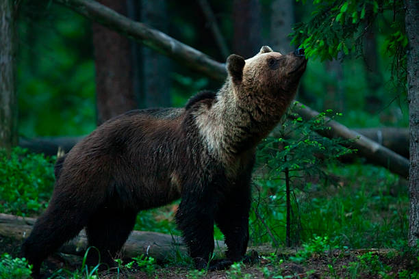 Eurasian brown bear (Ursus arctos) or European brown bear sniffing a tree in the Alutaguse Forest, Laane-Viru County, Estonia