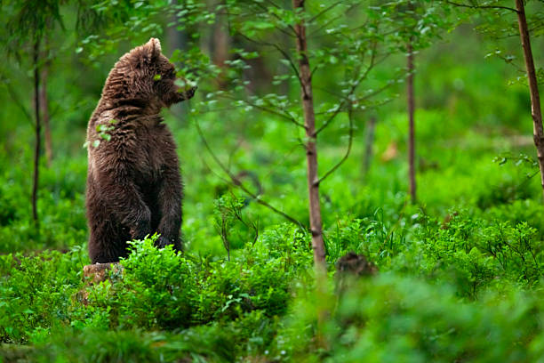 Eurasian brown bear (Ursus arctos) or European brown bear standing up looking for danger in the Alutaguse Forest, Laane-Viru County, Estonia