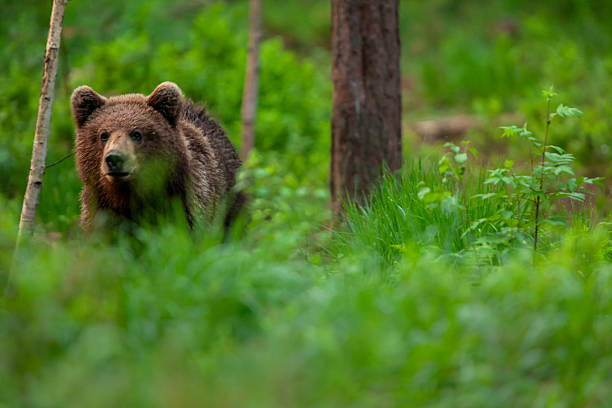 Eurasian brown bear (Ursus arctos) or European brown bear amongst vegetation in the Alutaguse Forest, Laane-Viru County, Estonia