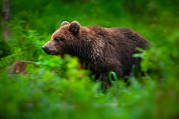 Eurasian brown bear (Ursus arctos) or European brown bear walking through vegetation in the Alutaguse Forest, Laane-Viru County, Estonia