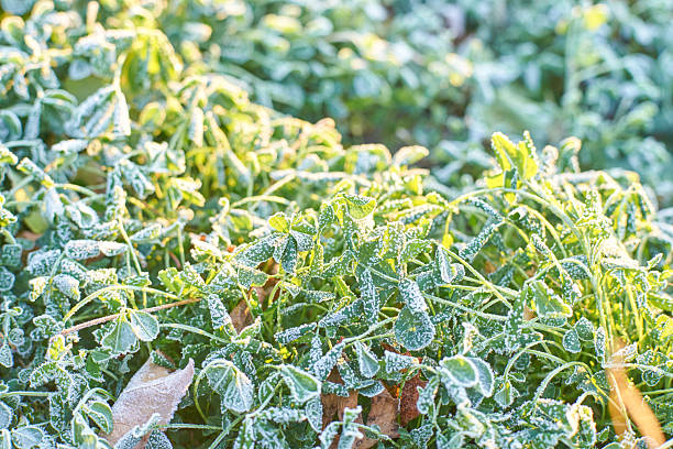 istock Frost-covered leaves in sunlight - morning winter scene with ice crystals 2253862245