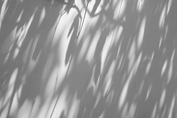 istock Abstract natural tree branch leaves shadow on white wall background 2253862315