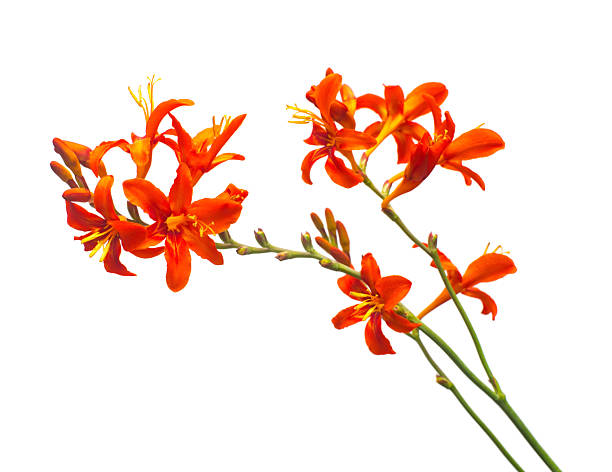 istock Crocosmia flower orange isolated on white background. Creative, flat lay, top view 2253864733