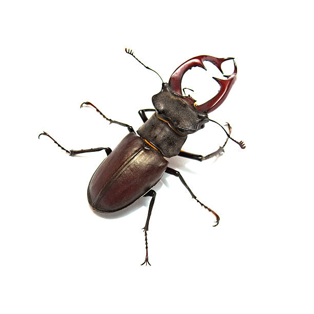 istock Beetle deer isolated on white background. Insect. Macro 2253864991