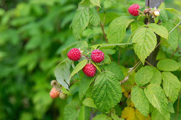 istock Ripe red raspberries growing on bush in garden 2253865891
