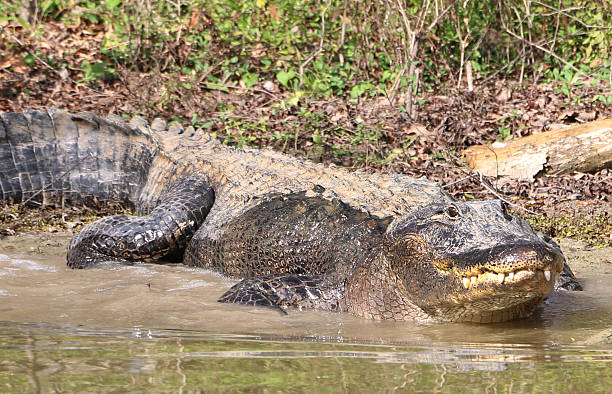 American Alligator photographed in Jacksonville, North Carolina